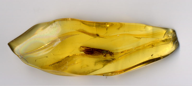 Bernstein mit eingeschlossenen Insekt Bernstein mit eingeschlossenen Insekt in schöner Farbe